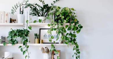 Stylish wooden shelves for plants, ideal for small spaces - best shelves for plants