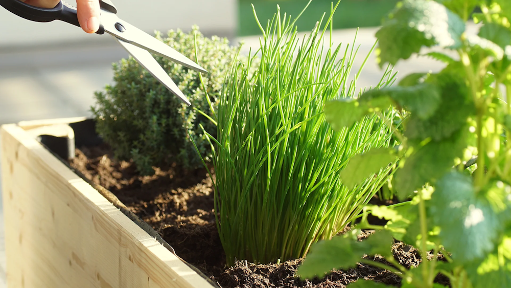 Pruning and deadheading day lilies for healthy growth