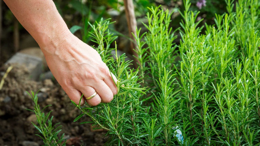 Protecting day lilies from pests and diseases in landscape