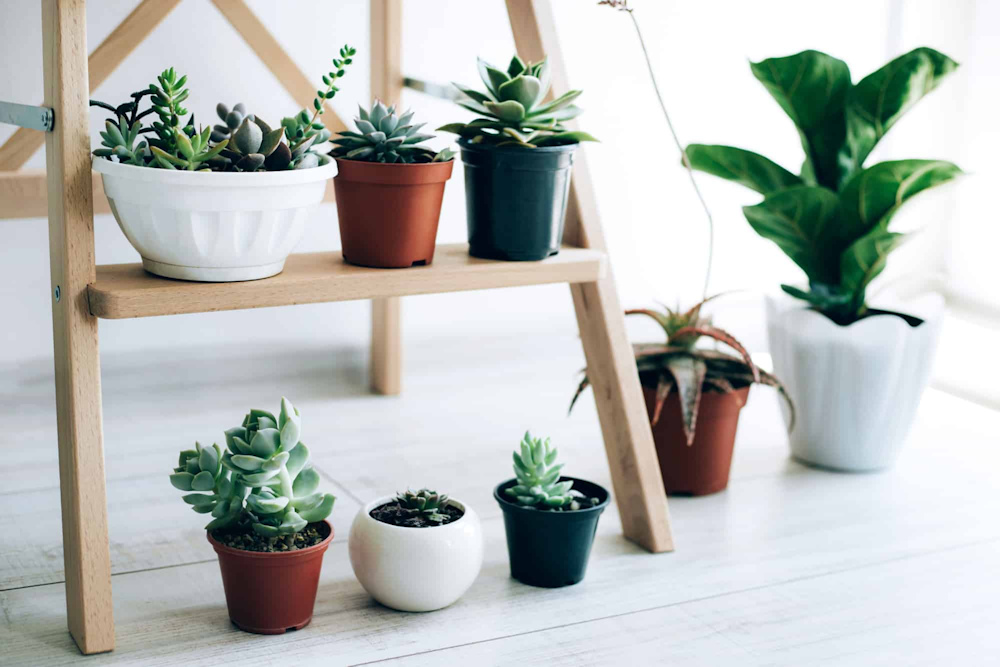 Sleek glass shelving units to showcase your favorite plants indoors - best shelves for plants